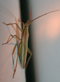 Stenodema trispinosum